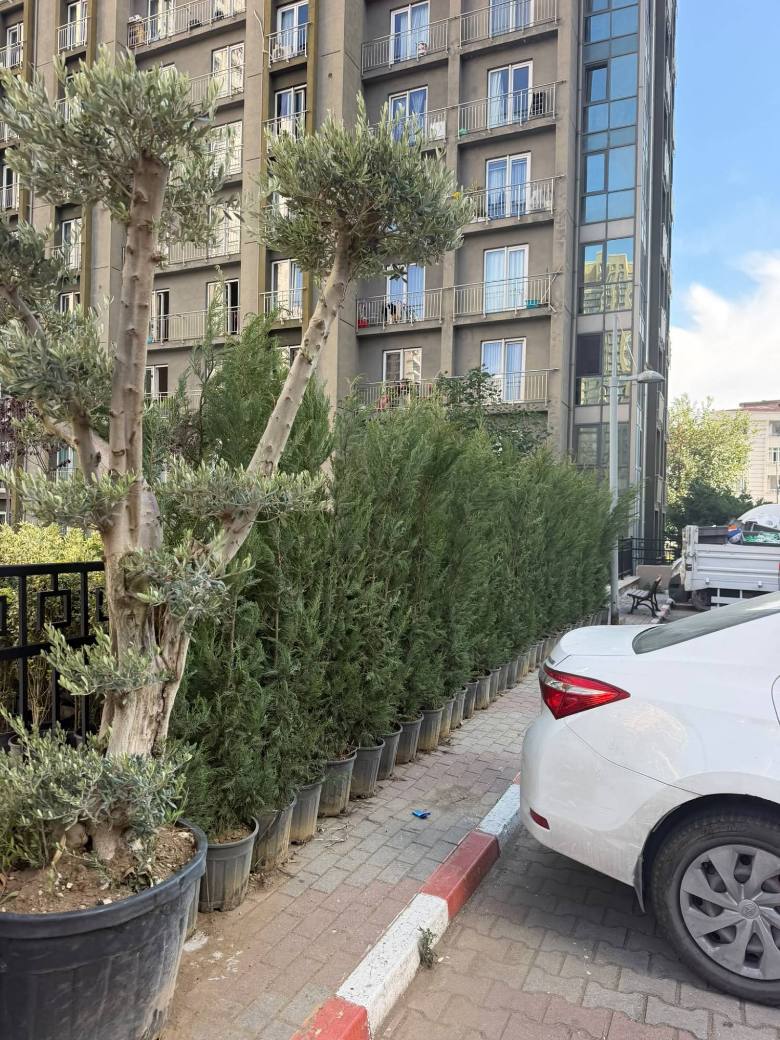 Boylu Ağaç ve Bitki Tedariki — İstanbul