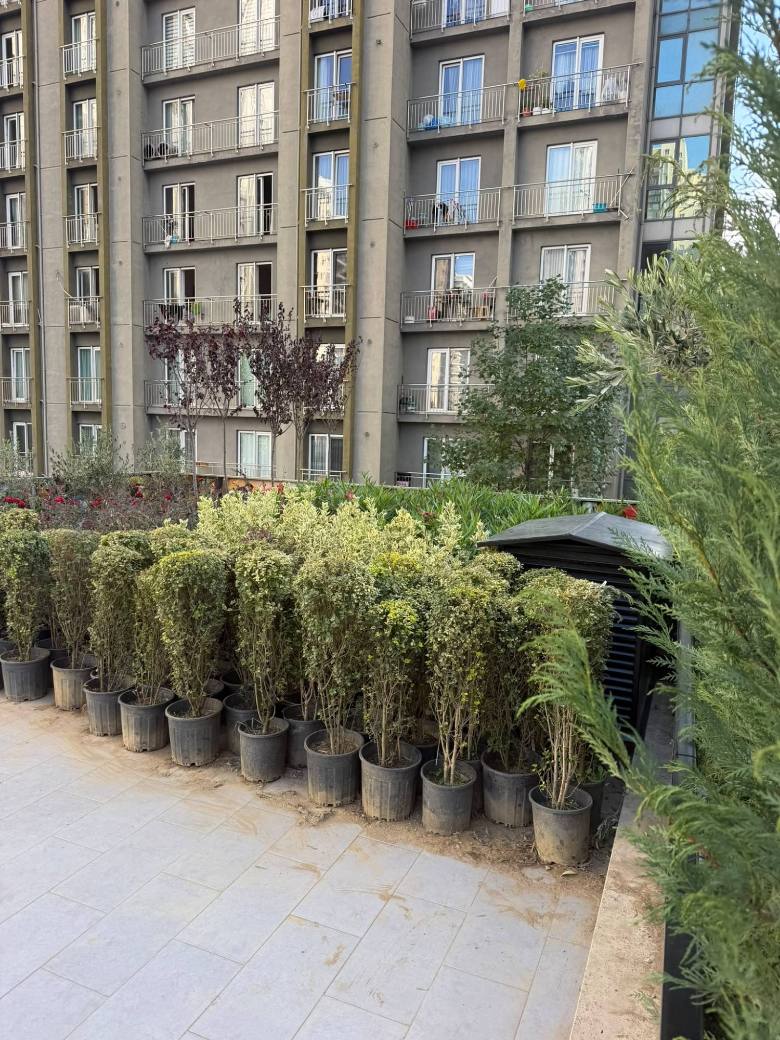 Mevsimlik Bitki ve Çit Dikimi — Toplu konut sitesi, İstanbul