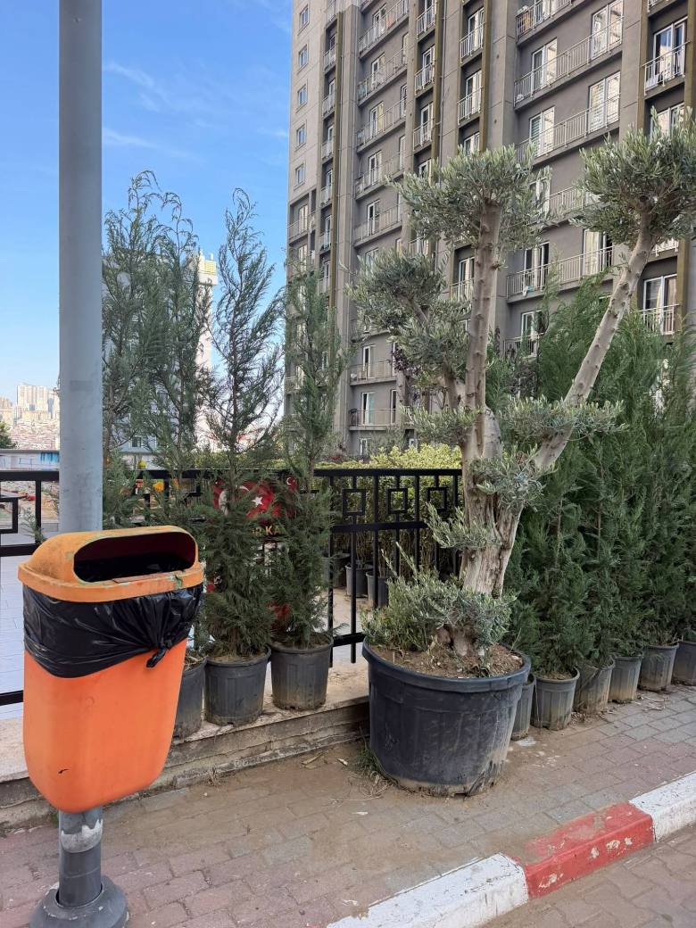 Zeytin ve Leylandi Tedariki — İstanbul