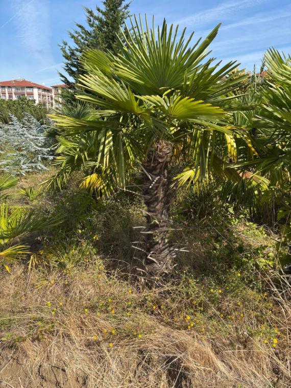 Boylu yelpaze palmiye (Trachycarpus)