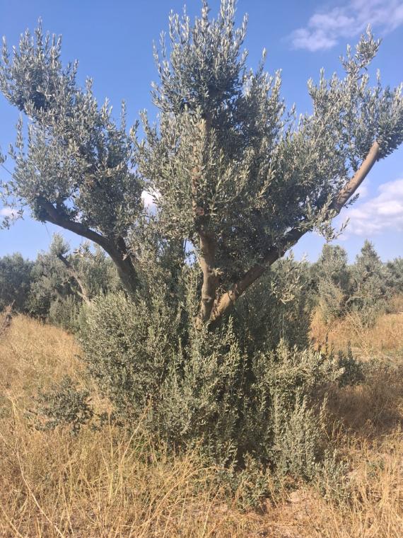 Geniş taçlı boylu zeytin ağacı