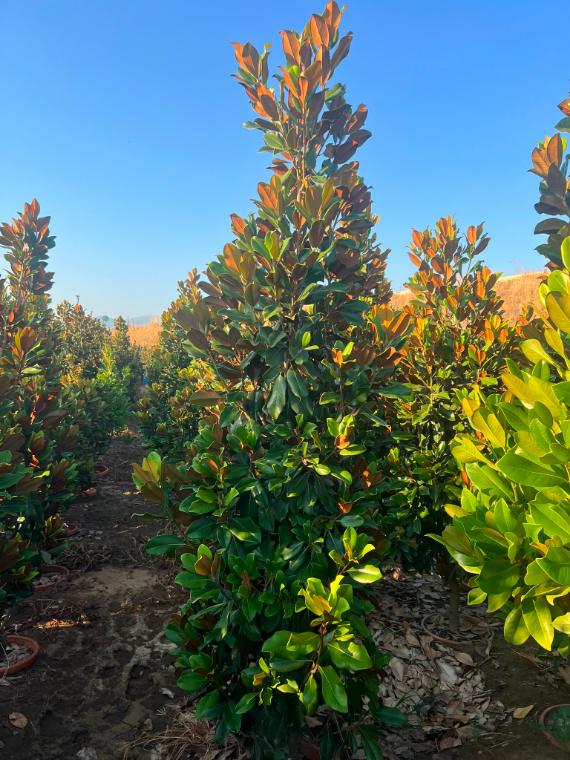 Alev çalısı (Photinia red robin) fidanları