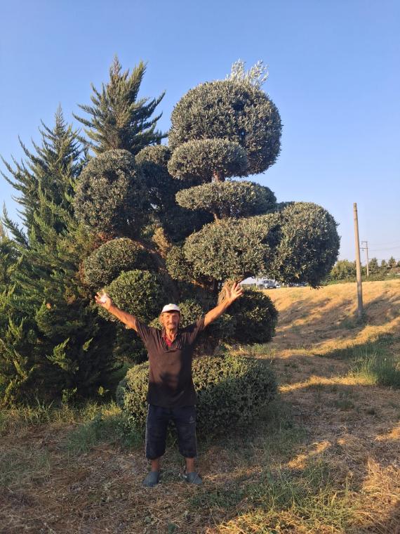 İnsan boyunu aşan katmanlı topiary ağaç