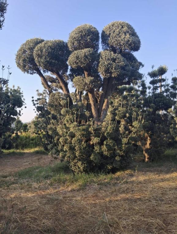 Küre formlu çok katmanlı topiary ağaç
