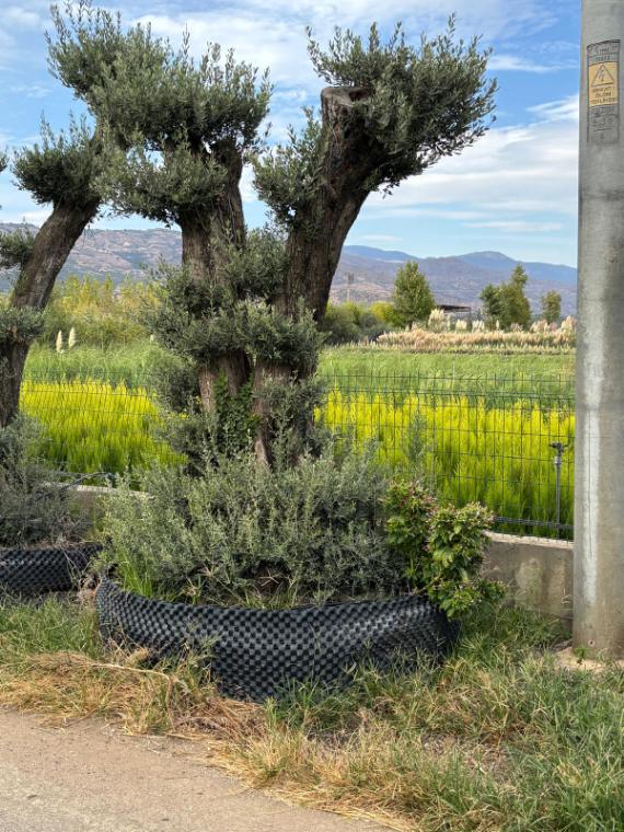 Budanmış gövdeli boylu zeytin ağacı