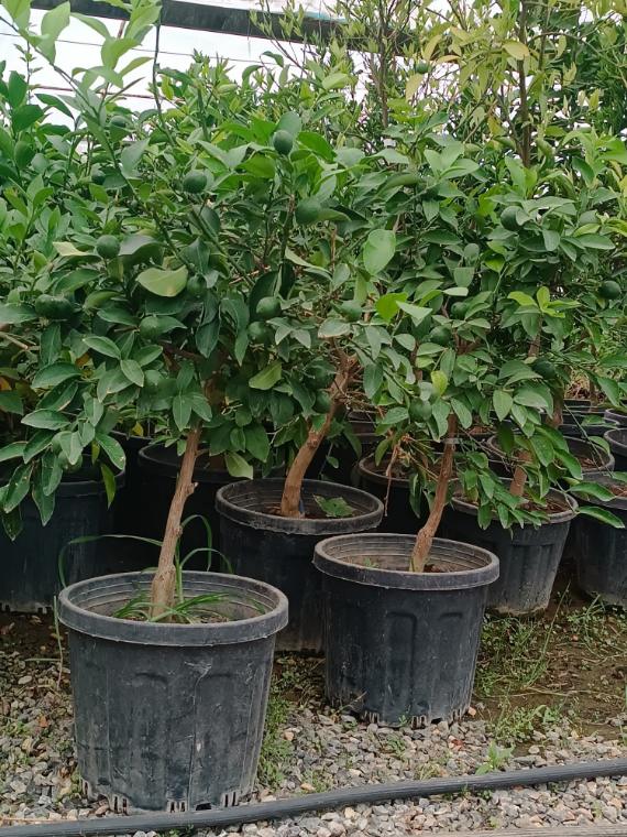 Saksıda boylu çalı ve meyve fidanları