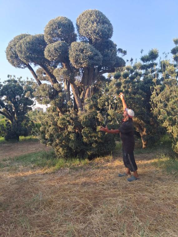 Topiary bitkide form budaması yapan ekip üyemiz