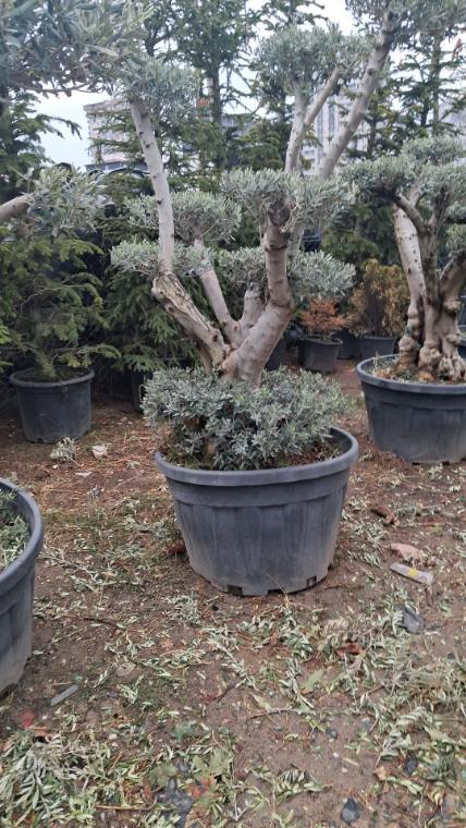 Saksıda çok gövdeli yaşlı zeytin ağacı