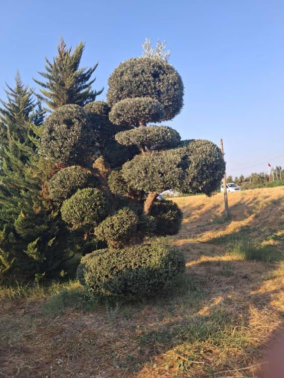 Spiral ve küre formlu topiary bitki grubu