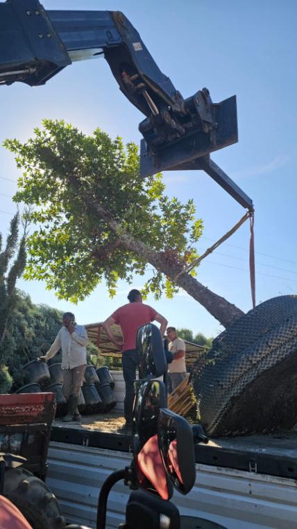Boylu ağacın vinçle sahaya indirilmesi