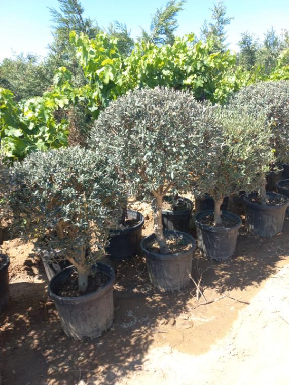 Saksılı zeytin ağacı sırası