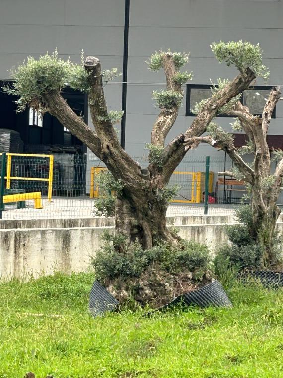 Dekoratif gövdeli boylu zeytin ağacı