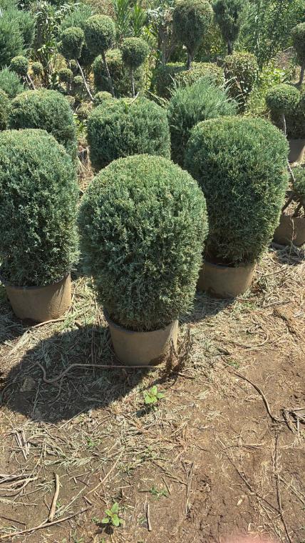Saksıda küre formlu şimşir topiary