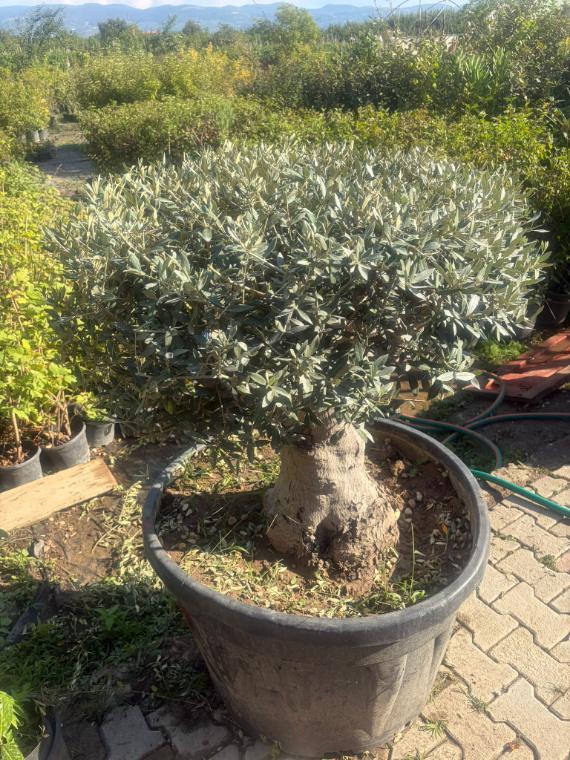 Saksıda şekilli zeytin ağacı